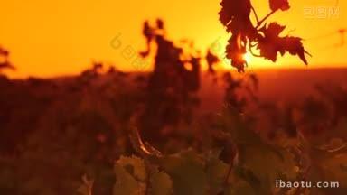 葡萄叶子在落日的光线下在葡萄园山谷的近景中闪闪发光